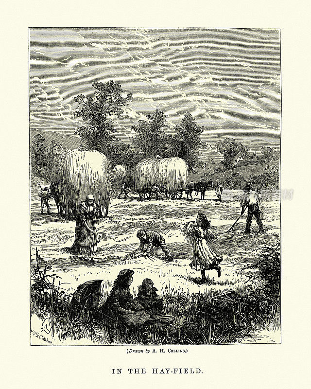 Farmer workers working in hay field, Victorian 19th Century